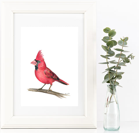 American native Red Cardinal watercolour art print.
