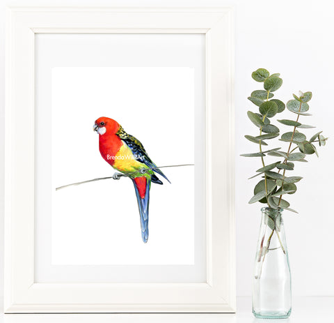 Australian Rosella watercolour art print.