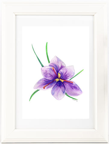 Saffron crocus bud 3 watercolour pencil artwork print
