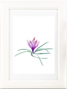 Saffron crocus bud watercolour pencil artwork print