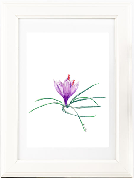 Saffron crocus bud watercolour pencil artwork print