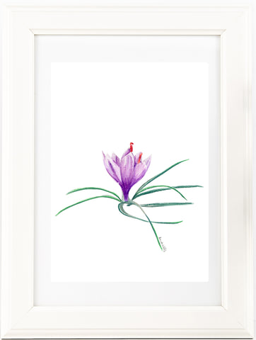 Saffron crocus bud watercolour pencil artwork print