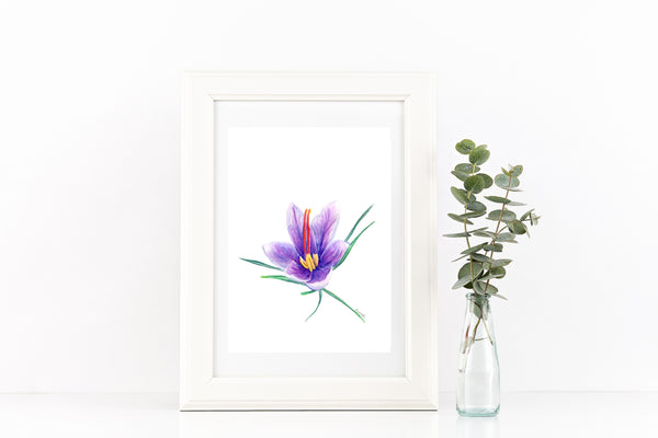 Saffron crocus bud 2 watercolour pencil artwork print