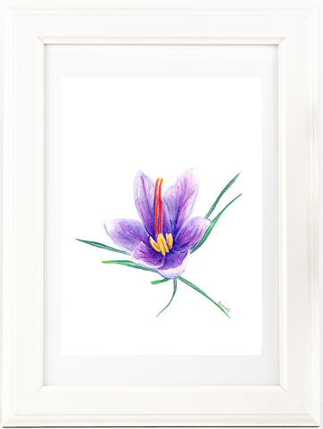 Saffron crocus bud 2 watercolour pencil artwork print