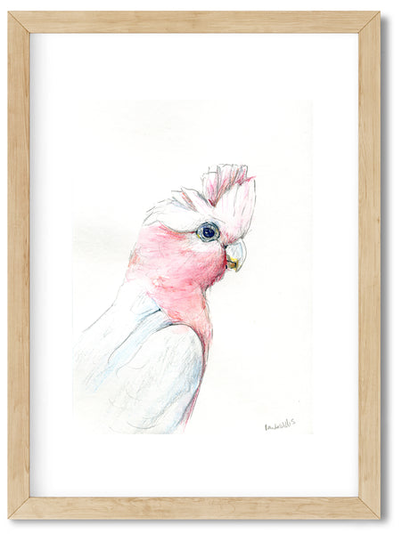 Australian pink Galah watercolour art print.