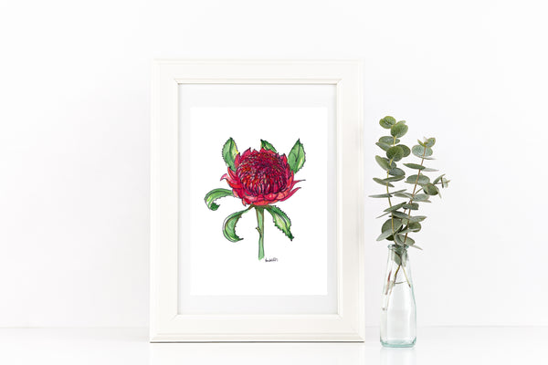 Australian watercolour and pen red Waratah art print.