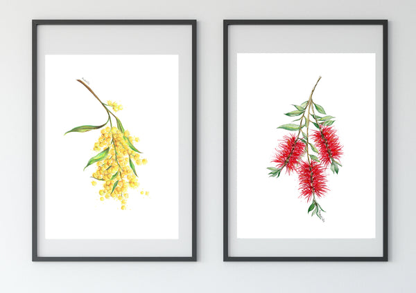 Yellow Wattle flower drawing print. Australian native flower watercolour pencil sketch.