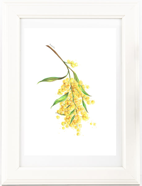 Yellow Wattle flower drawing print. Australian native flower watercolour pencil sketch.