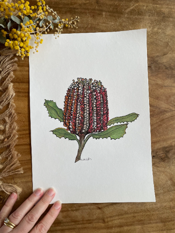 Original Australian Banksia painting artwork. Watercolour pencil red native flower drawing