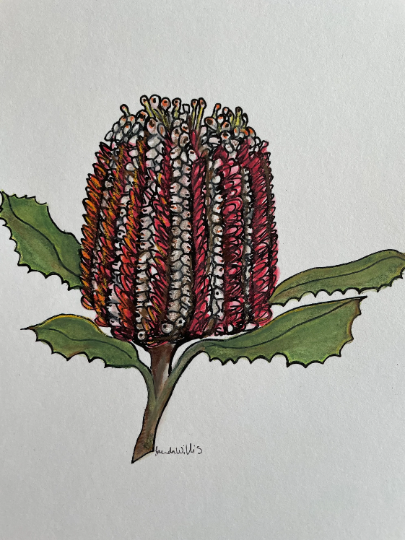 Original Australian Banksia painting artwork. Watercolour pencil red native flower drawing