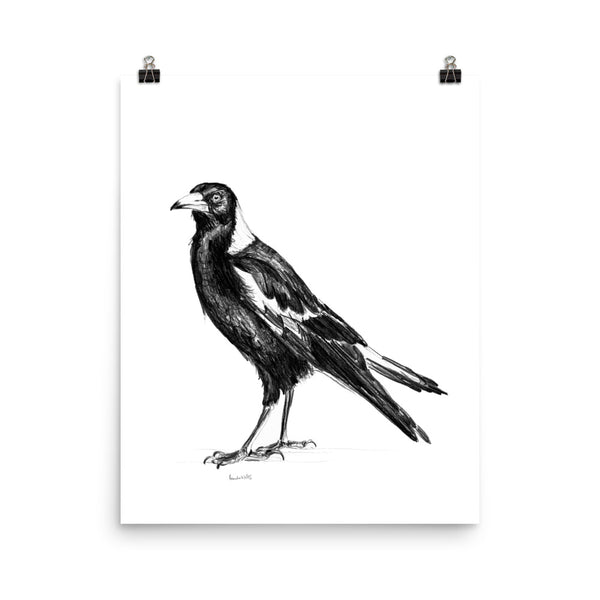 Australian Magpie graphite drawing print