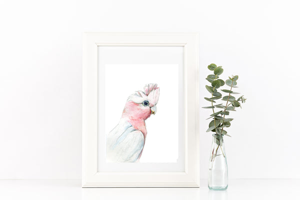 Australian pink Galah watercolour art print.