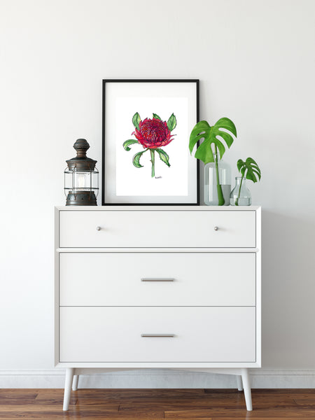 Australian watercolour and pen red Waratah art print.